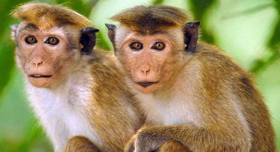 Monkey helps foil treasure hunters 