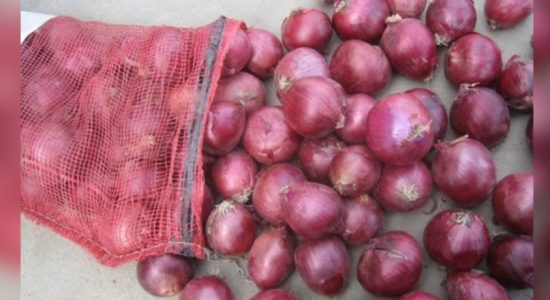 Import levy on big onions increased