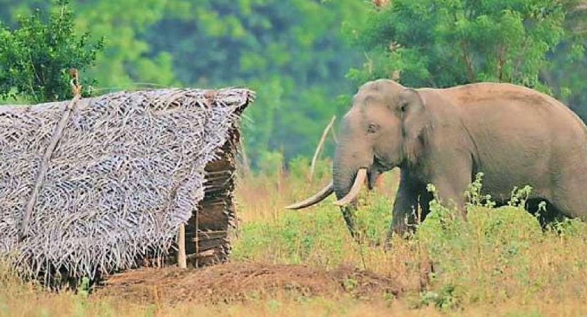 More measures to prevent elephant encroachment