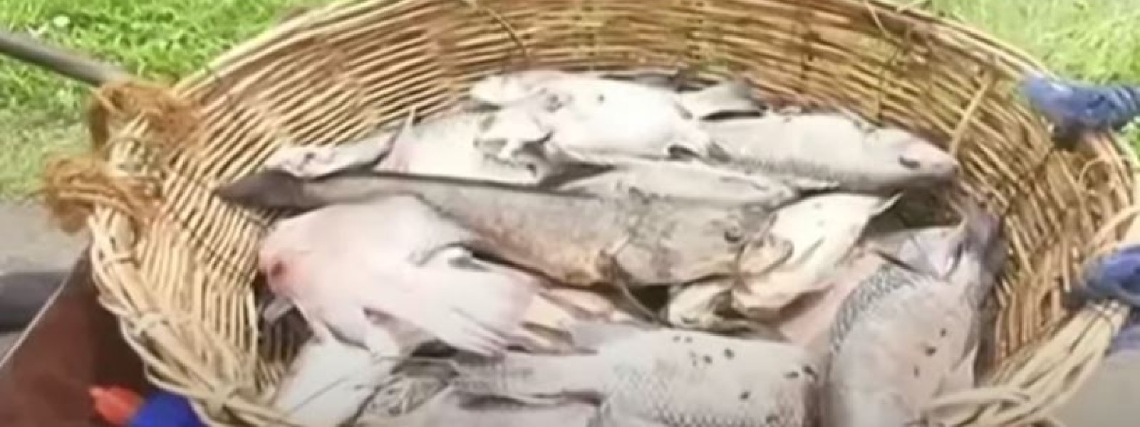Hundreds of dead fish wash up on the banks of the Kurunegala Wewa