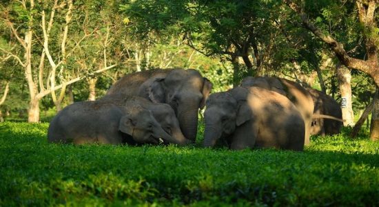 No more Captive Elephants ; Madras HC