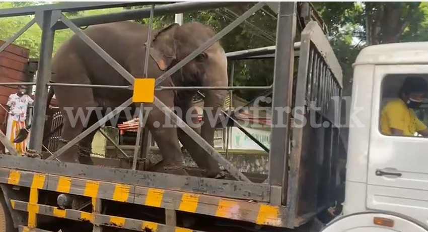 Detained Elephants returned to previous owners