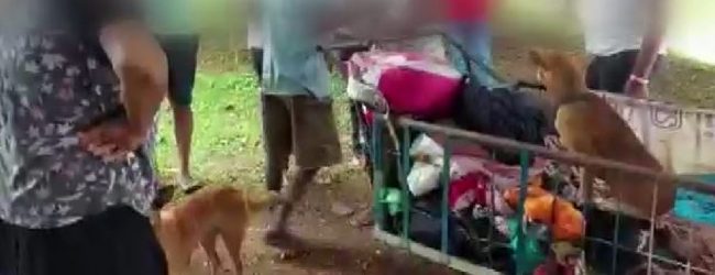 Activists claim abducted dogs in Colombo, sold for meat.