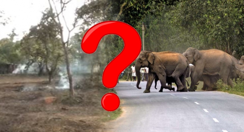 Driving School over Elephant Corridor?