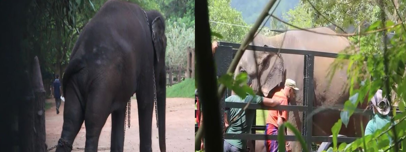 Another elephant held in Pinnawala released