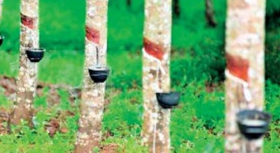 Rubber to be cultivated across 1,000 hectares in Moneragala