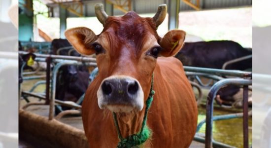 Cattle slaughter ban: Cabinet approves draft bills