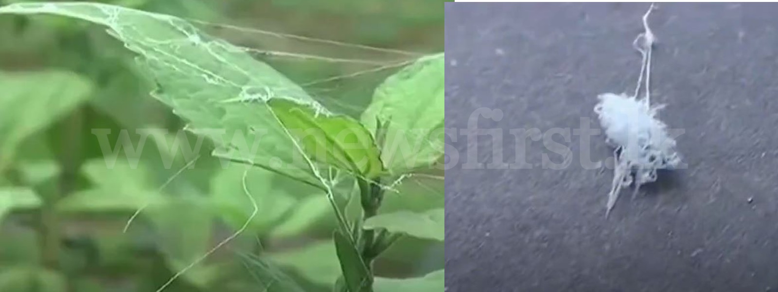 White Fluffy Cobwebs seen falling off the sky