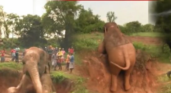 (VIDEO) Wild Elephant rescued from deep trench