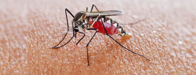 Malaria likely to spread in SL through imported cases