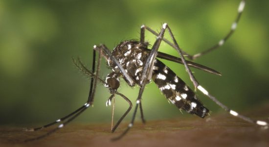 Rapid increase in children infected with Dengue