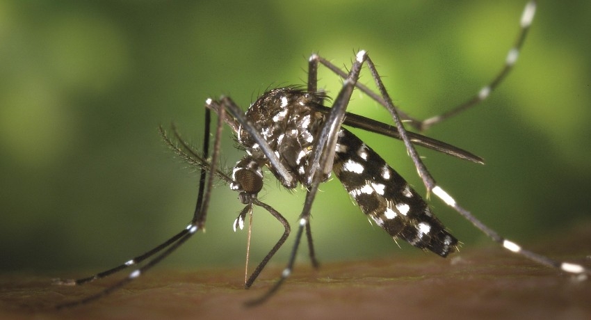 Risk of Dengue increased in 15 Districts