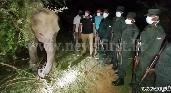 Troops Rescue Elephant Calf tied to trees inside Udawalawe National Park