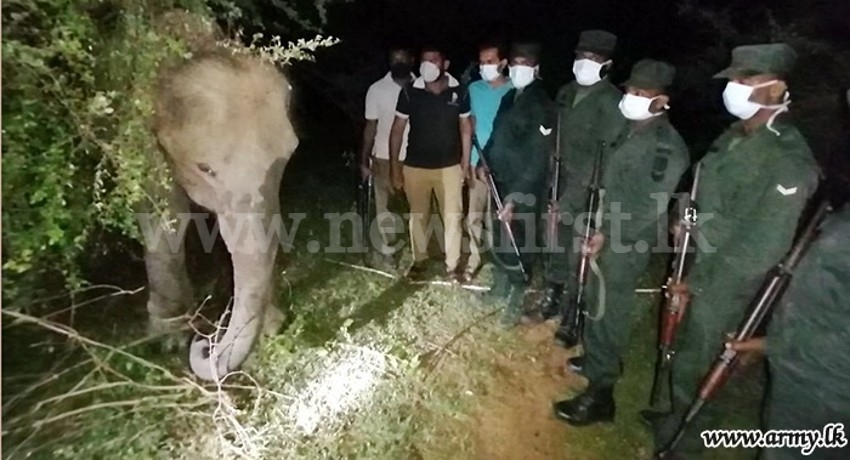 Troops Rescue Elephant Calf tied to trees inside Udawalawe National Park