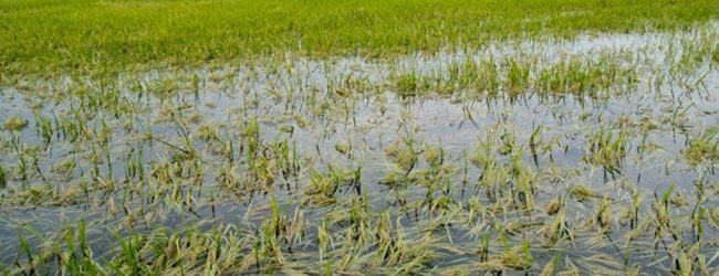 Over 49,000 acres damaged due to extreme weather