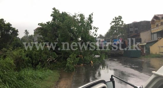 Vehicular movement disrupted due to fallen tree