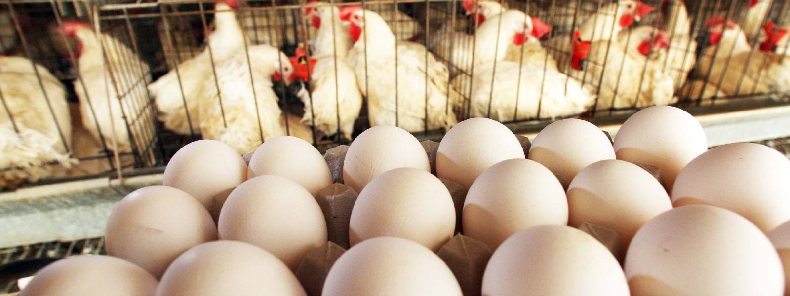 Prices of Chicken & Eggs cannot be lowered: State Minister