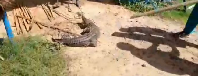 (VIDEO) Crocodile walks into Sampur Police Station