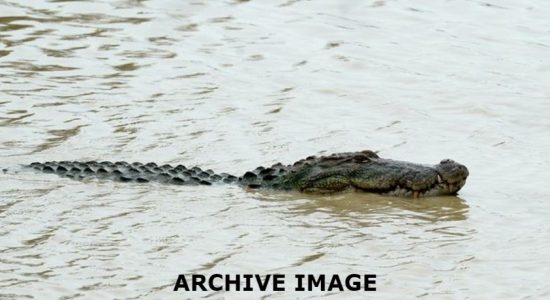 (VIDEO) Monster Crocodile trapped in a snare in Matara