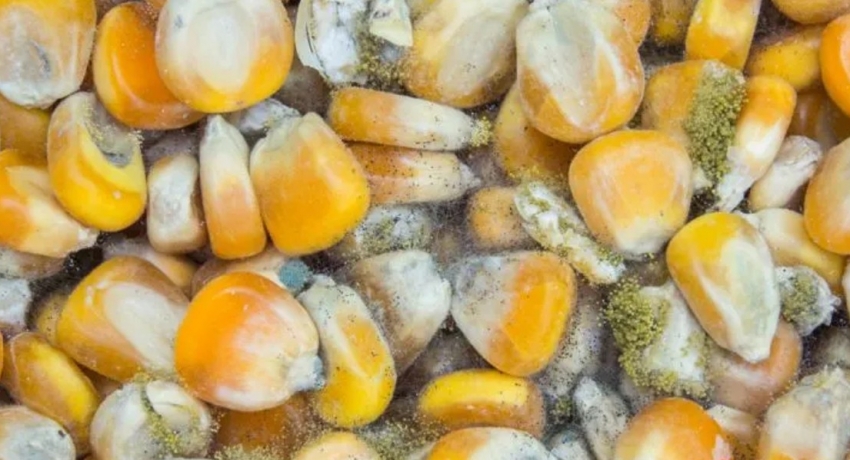 15 corn kernel containers with Aflatoxin suspended from being released to market