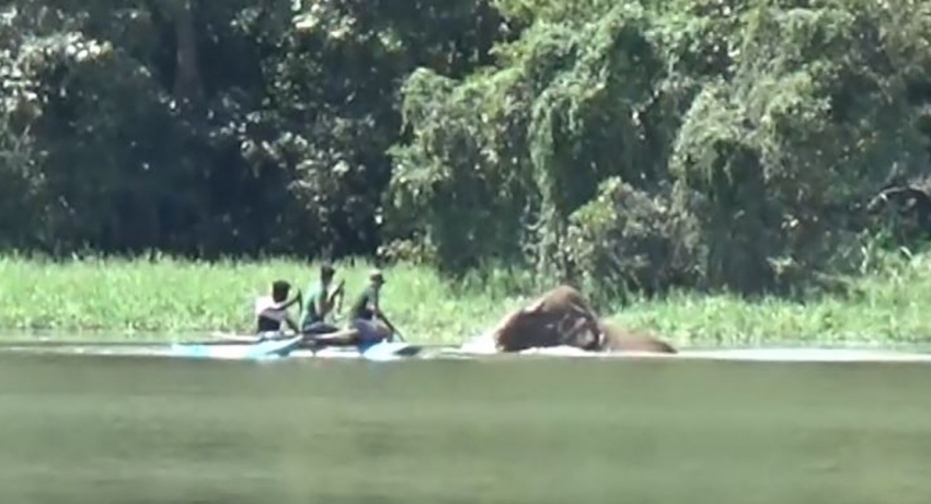 (VIDEO) Jumbo in the water, Quick reactions save wildlife team