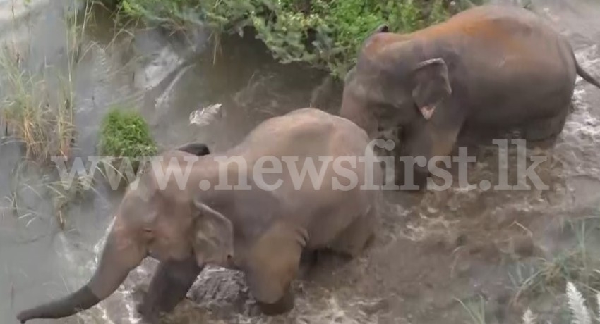 Terrorizing wild elephant herd driven away from Mahiyanganaya