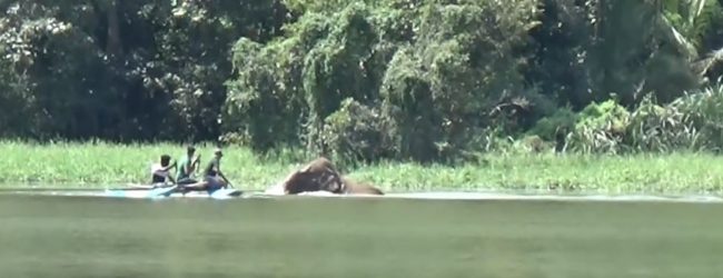 (VIDEO) Jumbo in the water, Quick reactions save wildlife team