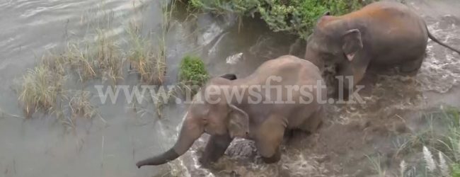 Terrorizing wild elephant herd driven away from Mahiyanganaya