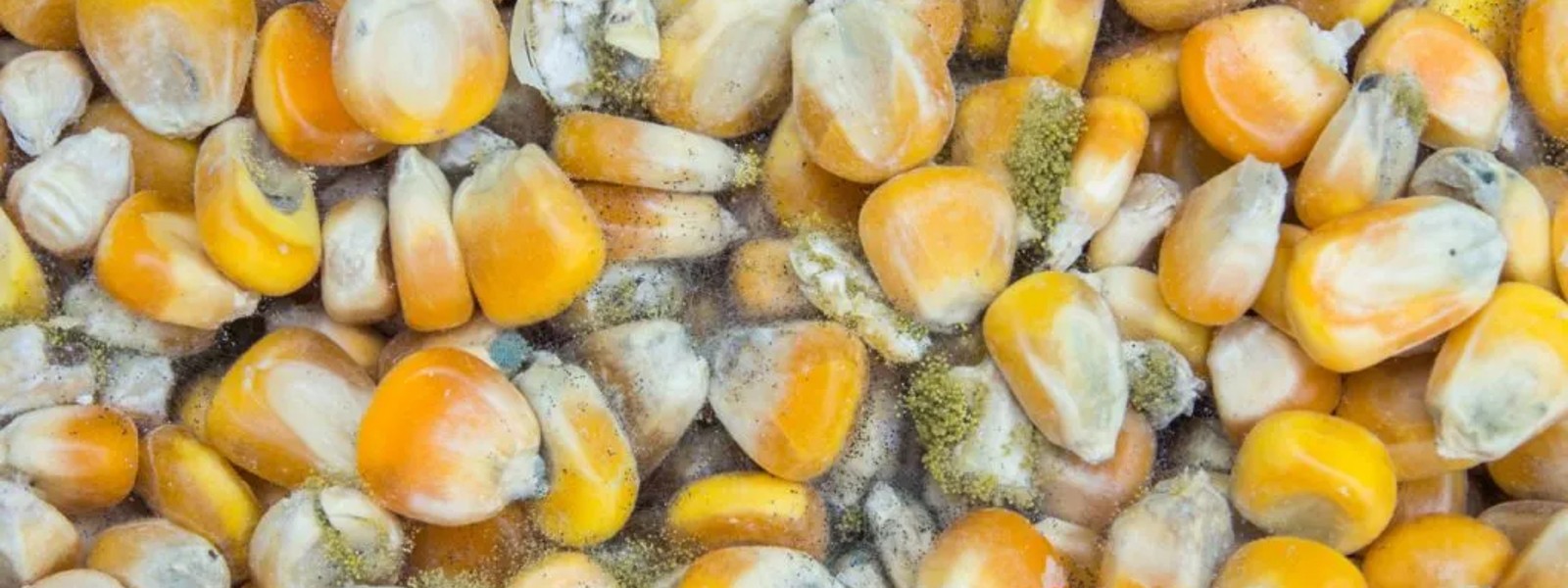 15 corn kernel containers with Aflatoxin suspended from being released to market