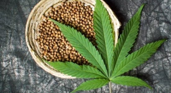 Hemp to be legalized to earn export revenue?
