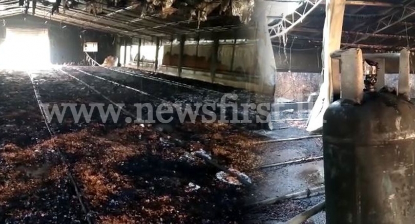 Chicken farm goes up in flames following gas leak; 3,000 birds dead