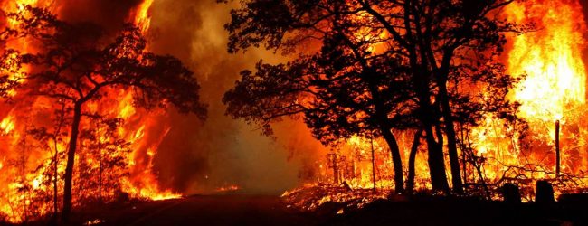 Increase in forest fires reported due to dry weather