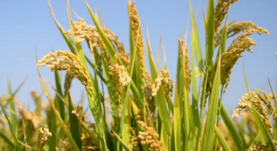 Sri Lanka on the verge of Rice & Vegetable shortage, warn farmers