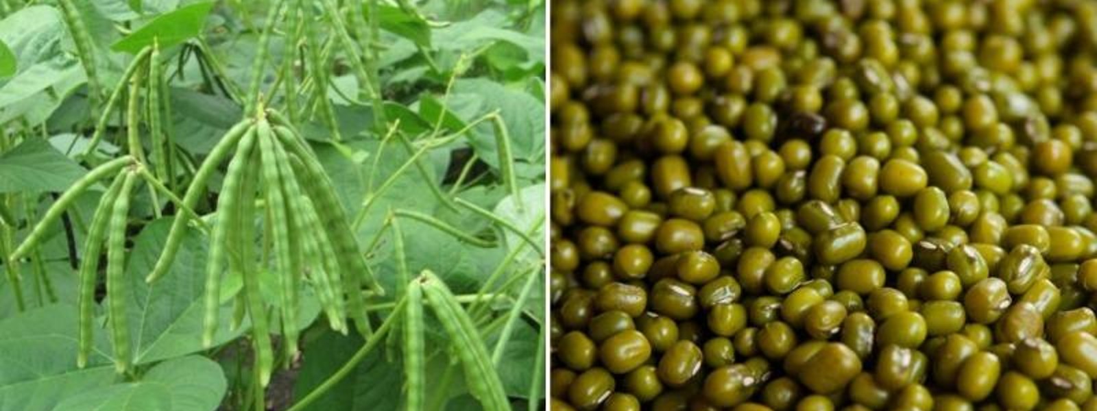 Mahaweli to cultivate 1,000 acres of Mung beans