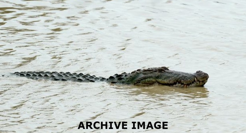 Dehiwala Crocodile spotted in Wellawatte Canal