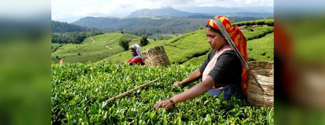 Fertilizer subsidy for tea plantations