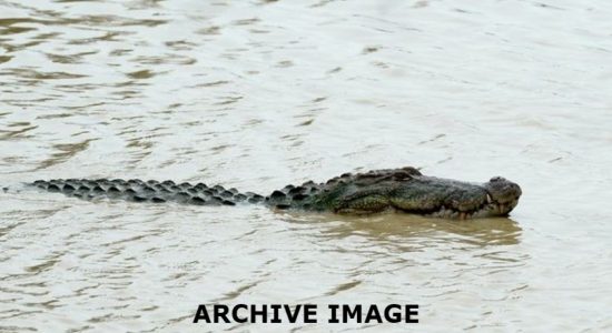 Dehiwala beach-goer dead in crocodile attack