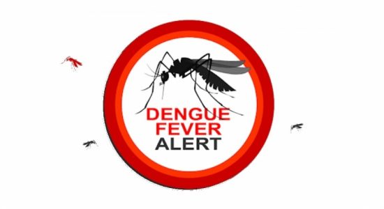 Over 5,200 dengue patients reported within last 20 days