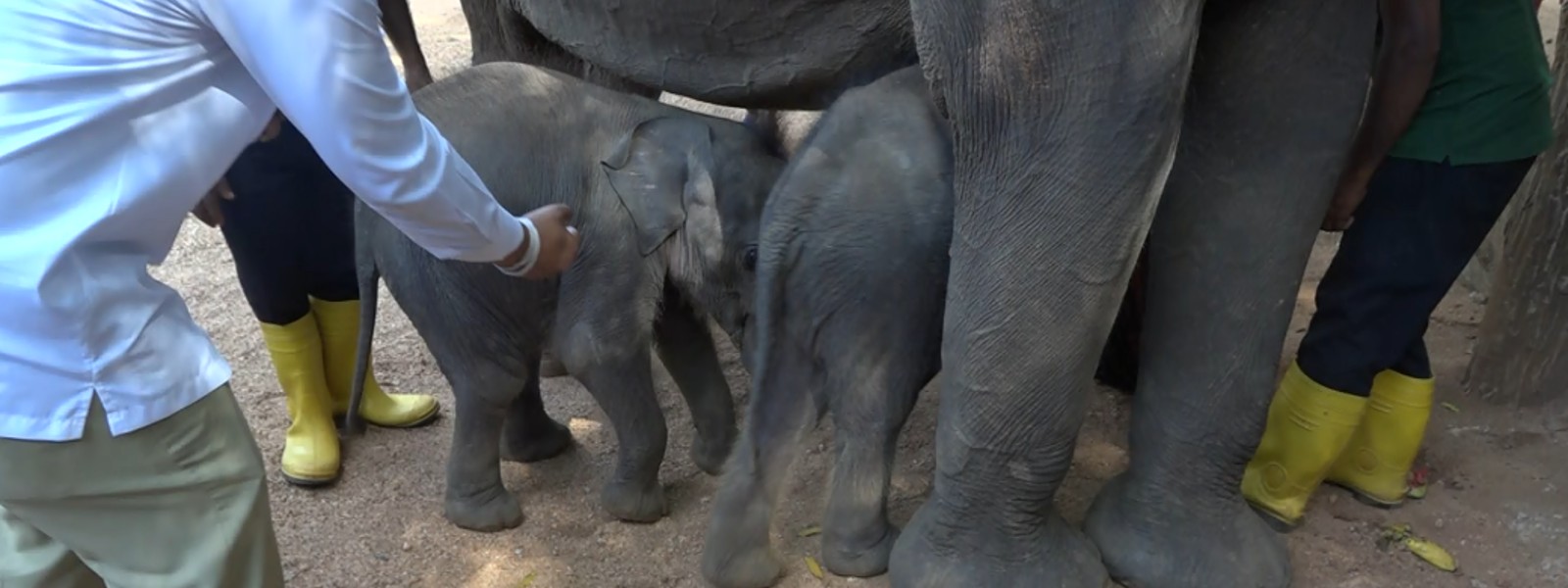 Sri Lanka officially names twin elephant calves