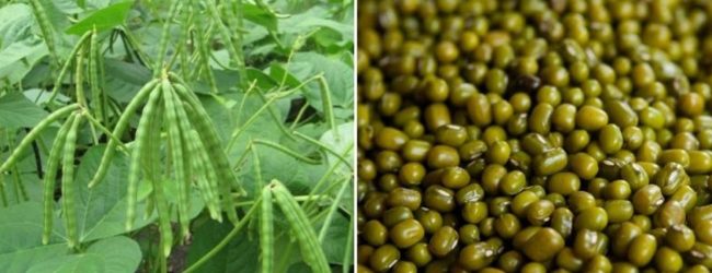 Govt to support Mung Bean cultivation