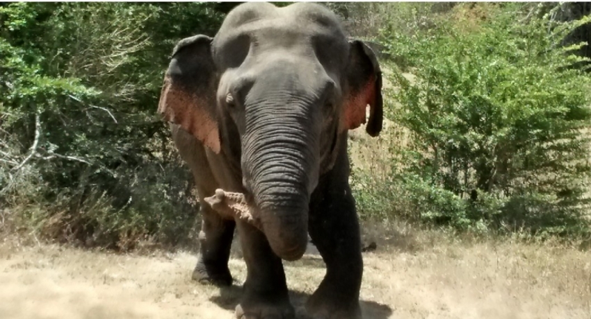 Popular ‘Walawe Kota’ dwarf elephant missing from Udawalawe ?
