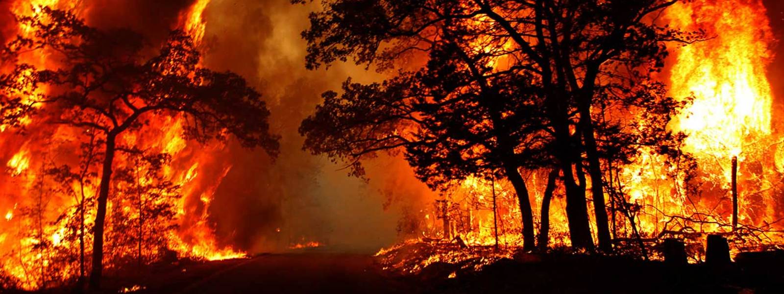 Increase in forest fires reported due to dry weather