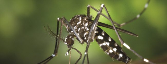 Risk of Dengue increased in 15 Districts