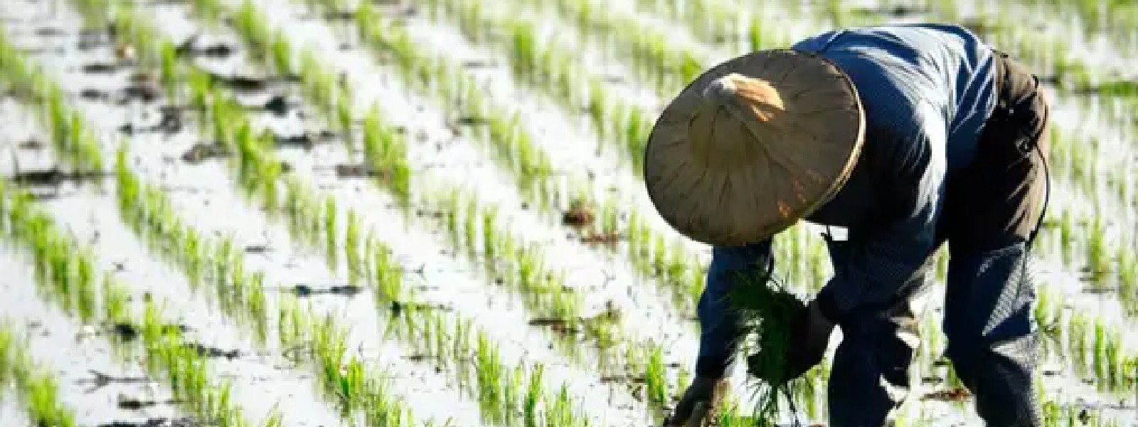 Abandoned Paddy Lands to be cultivated
