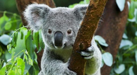 Australia designates koalas as endangered species