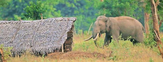 Human – Elephant conflict grows; Polonnaruwa villagers fear of wild elephant attacks