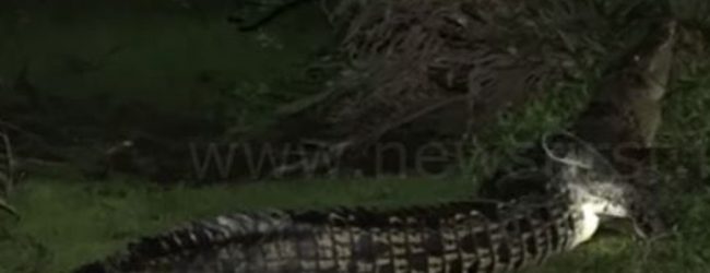 Crocodile captured from Pamunugama & handed over to authorities