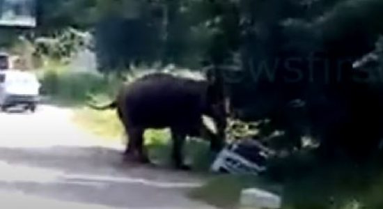 Wild Elephant attacks car on busy road