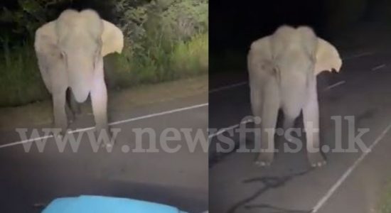 TikToker who harassed elephant calf by driving close to it, arrested and fined