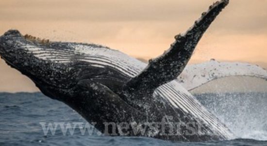 Reroute major shipping lanes to protect blue whale